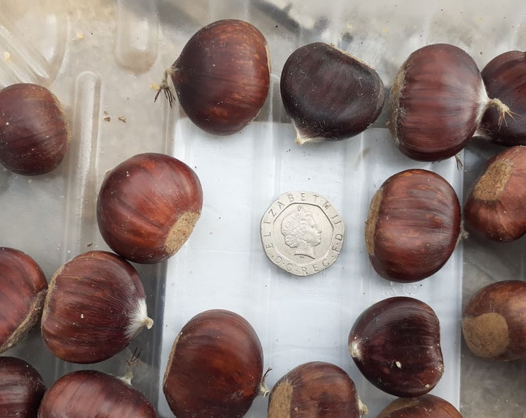 snack size English Sweet Chestnuts x 80 - open with a garlic press