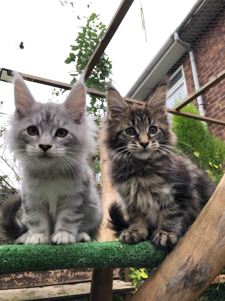 Maine coon kittens ready now