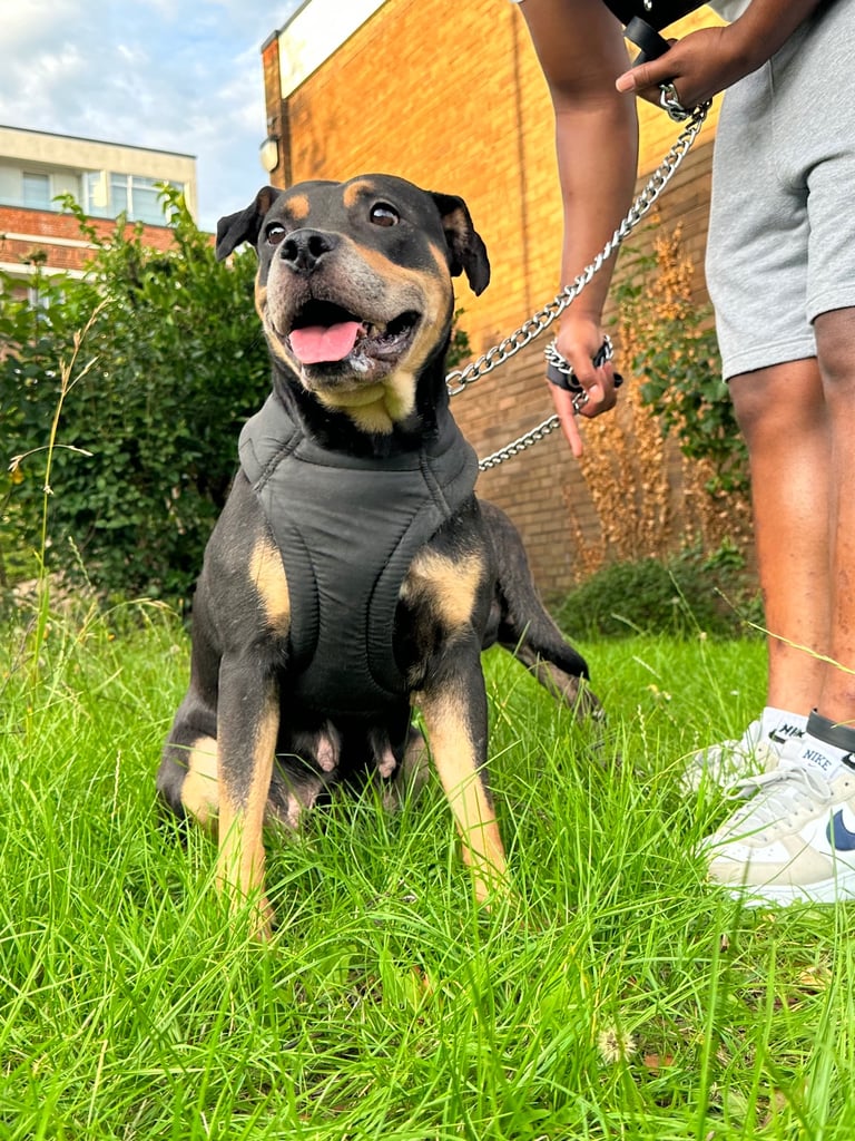 Staffy Puppies Brindle Black Boy London Staffordshire Bull Terrier Puppy