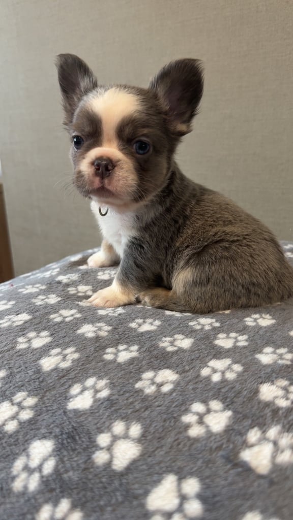 **Fluffy Frenchie’s**