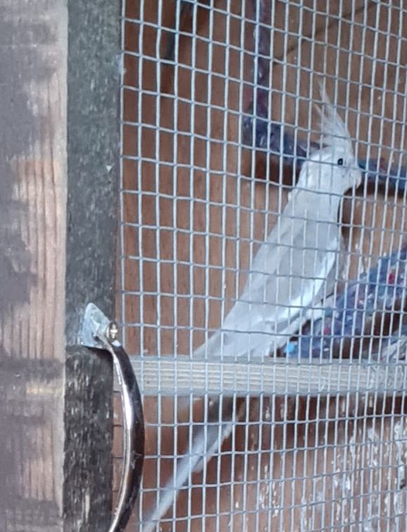 Baby cockatiels