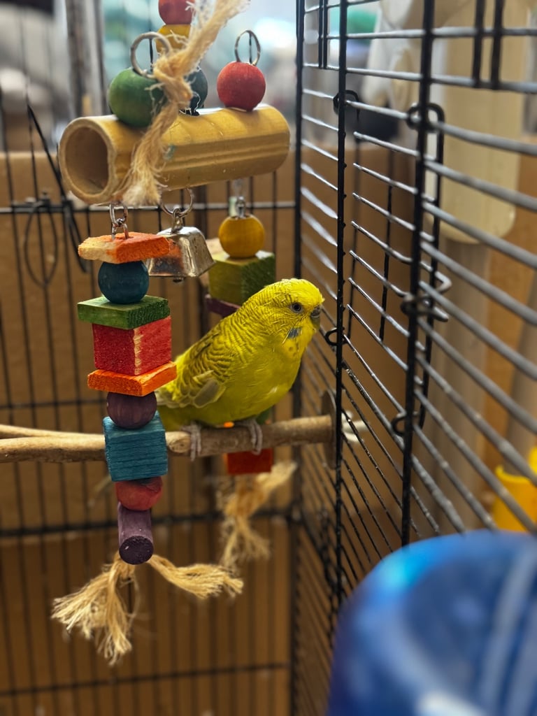Yellow/Green coloured Male Budgie with Cage & Accessories 