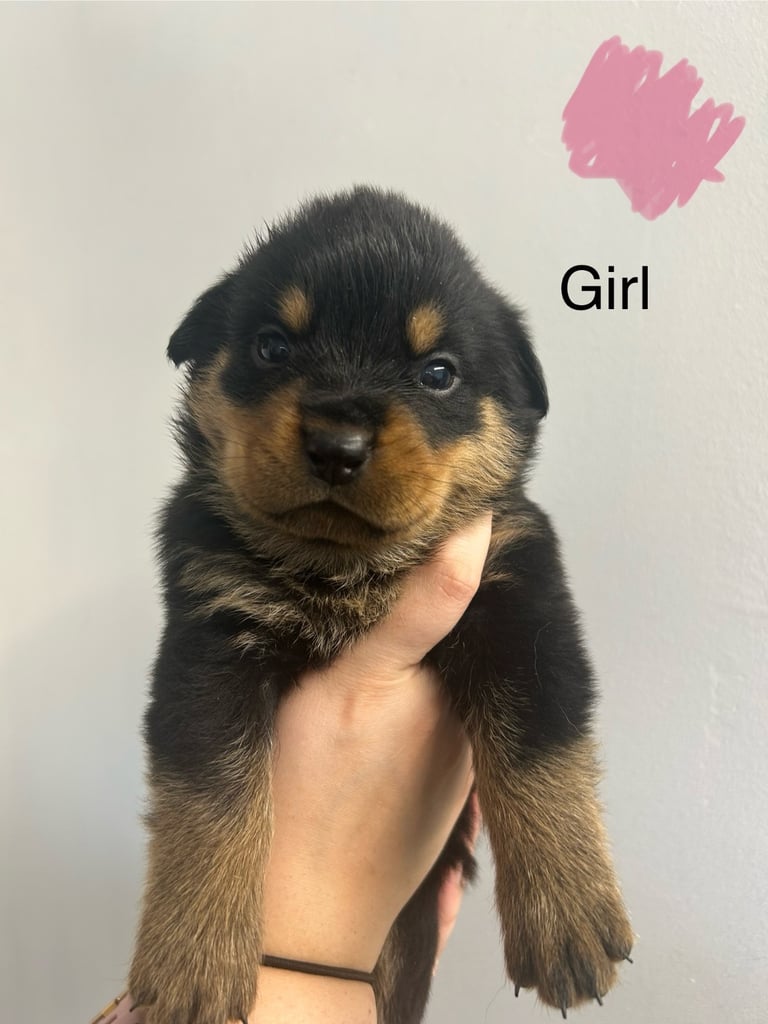 8 Rottweiler pups-4 LEFT!!