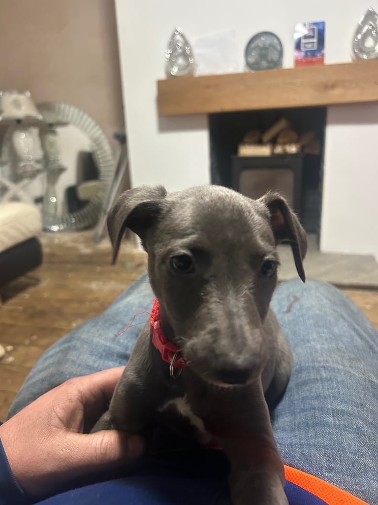 Whippet pups ready to go nice and small mother and farther