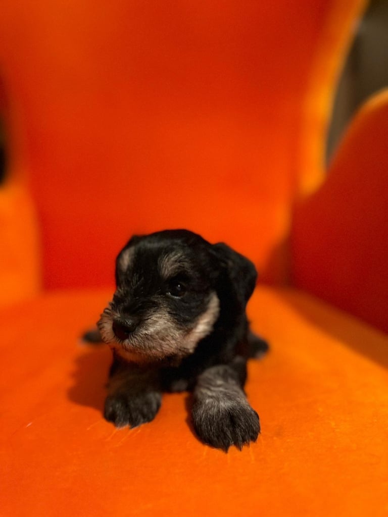 Miniature schnauzer puppies 