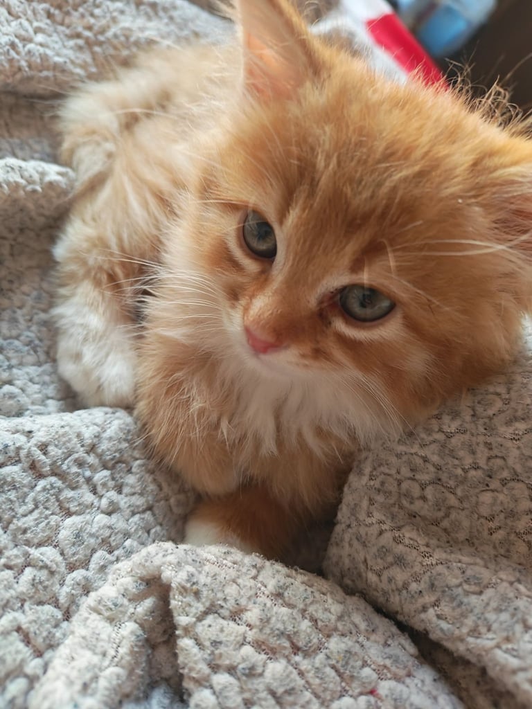 image for For sale 4 kittens