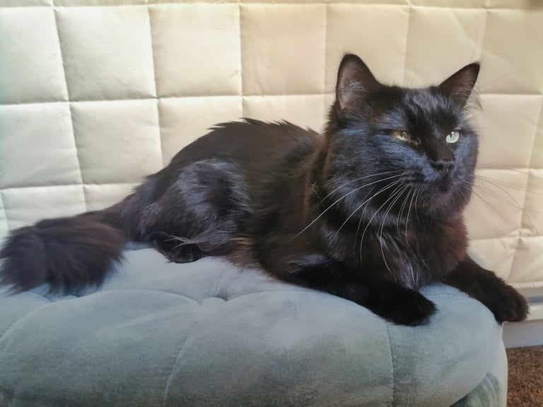 Maine-Coone/Bombay Mixed Kitten (1 LEFT)