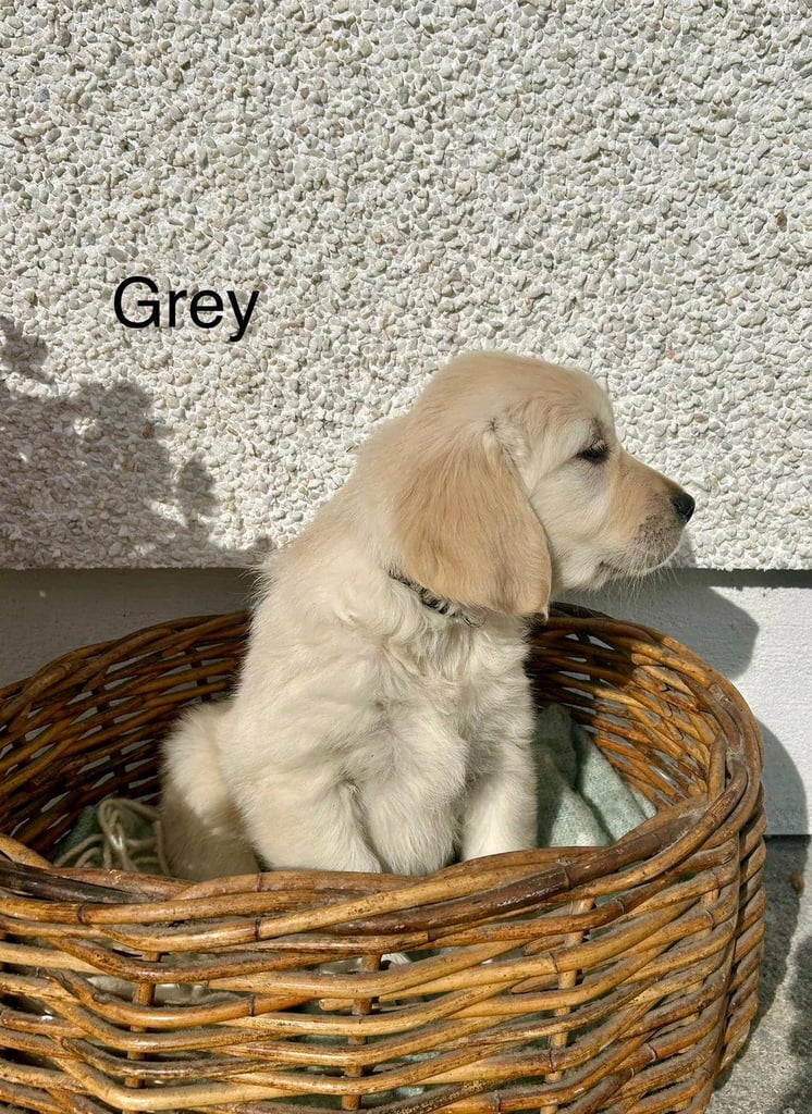 Gorgeous Cream KC Golden Retriever Puppies