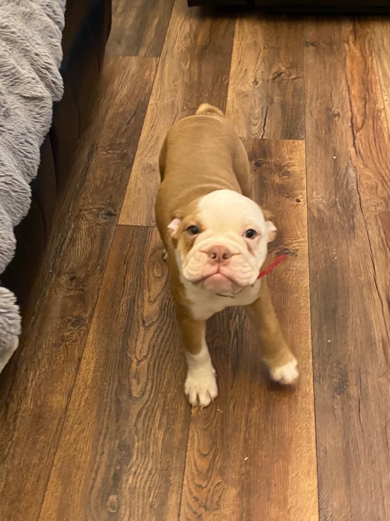 Old English bulldog puppy for sale. 