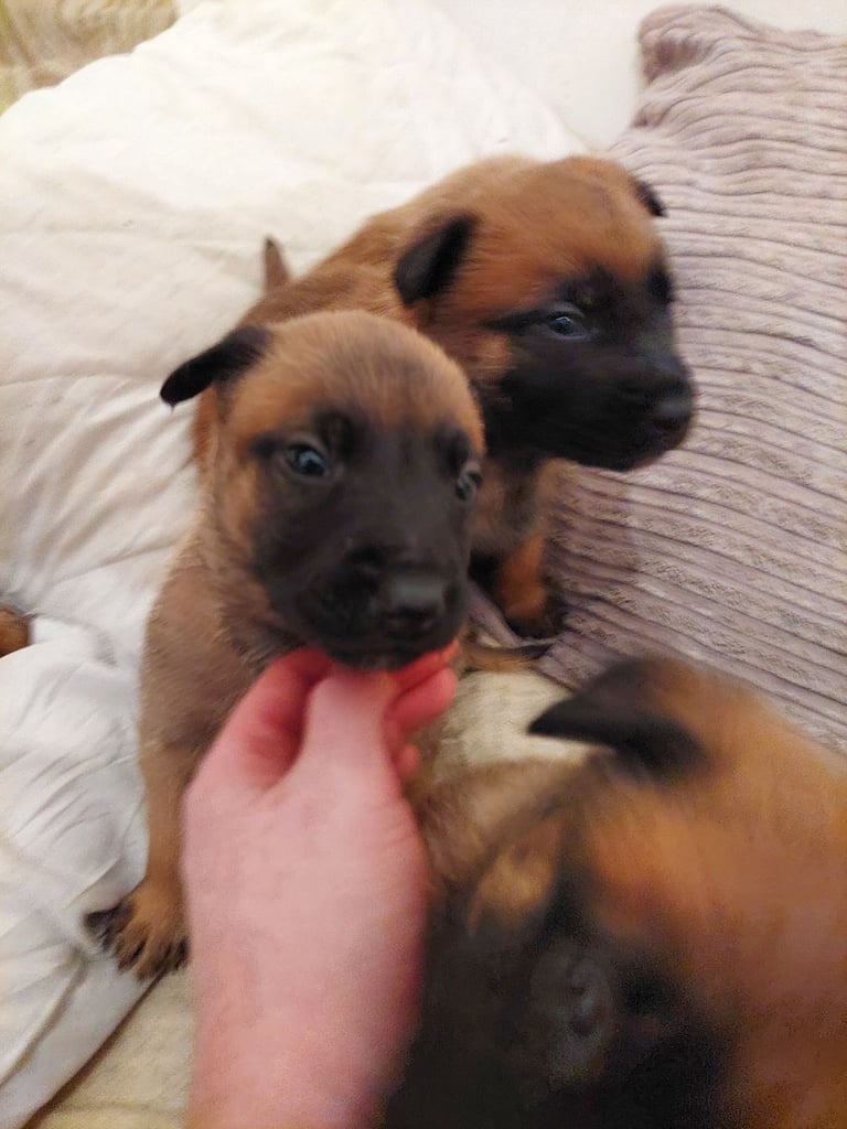 Large Belgium malnois pups with kc regged dad 