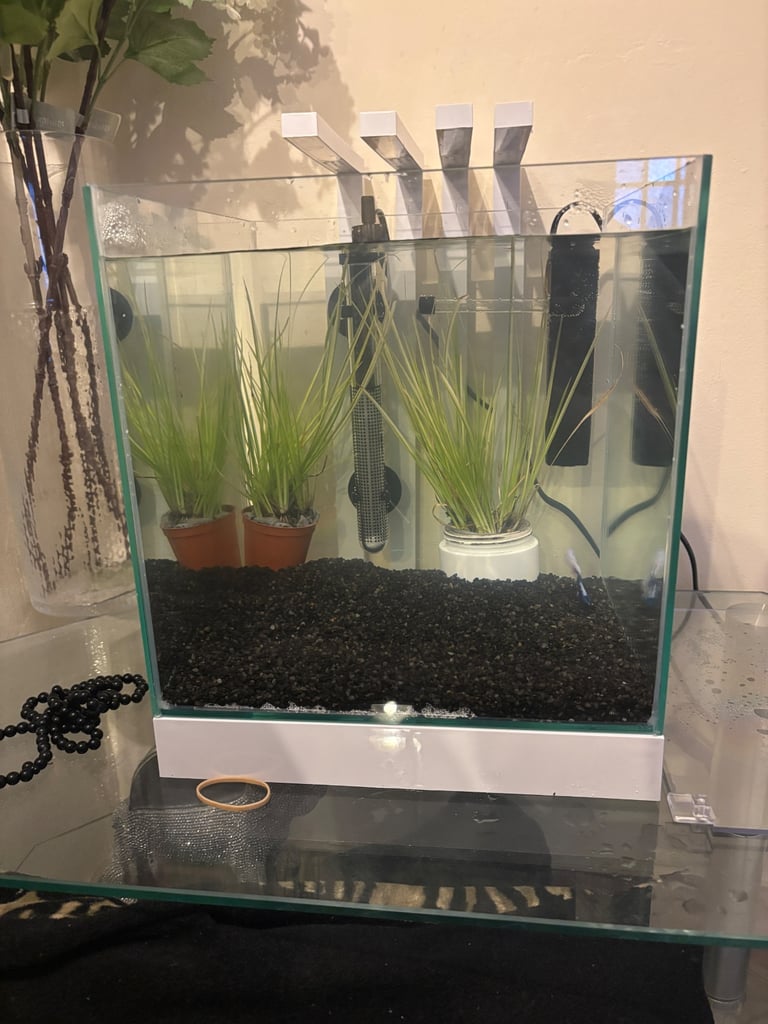 Betta fish with complete equarium 