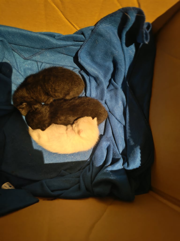 Black and white kittens for sale