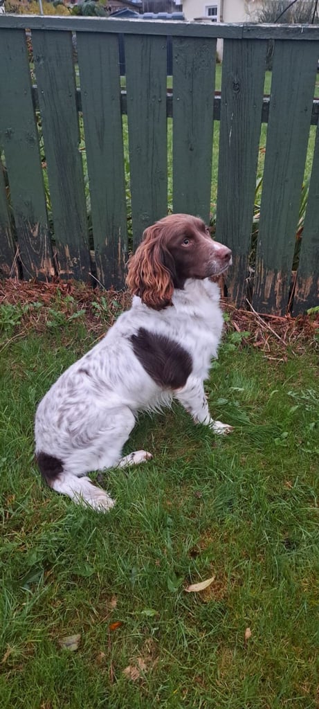 image for English Springer Spaniel 