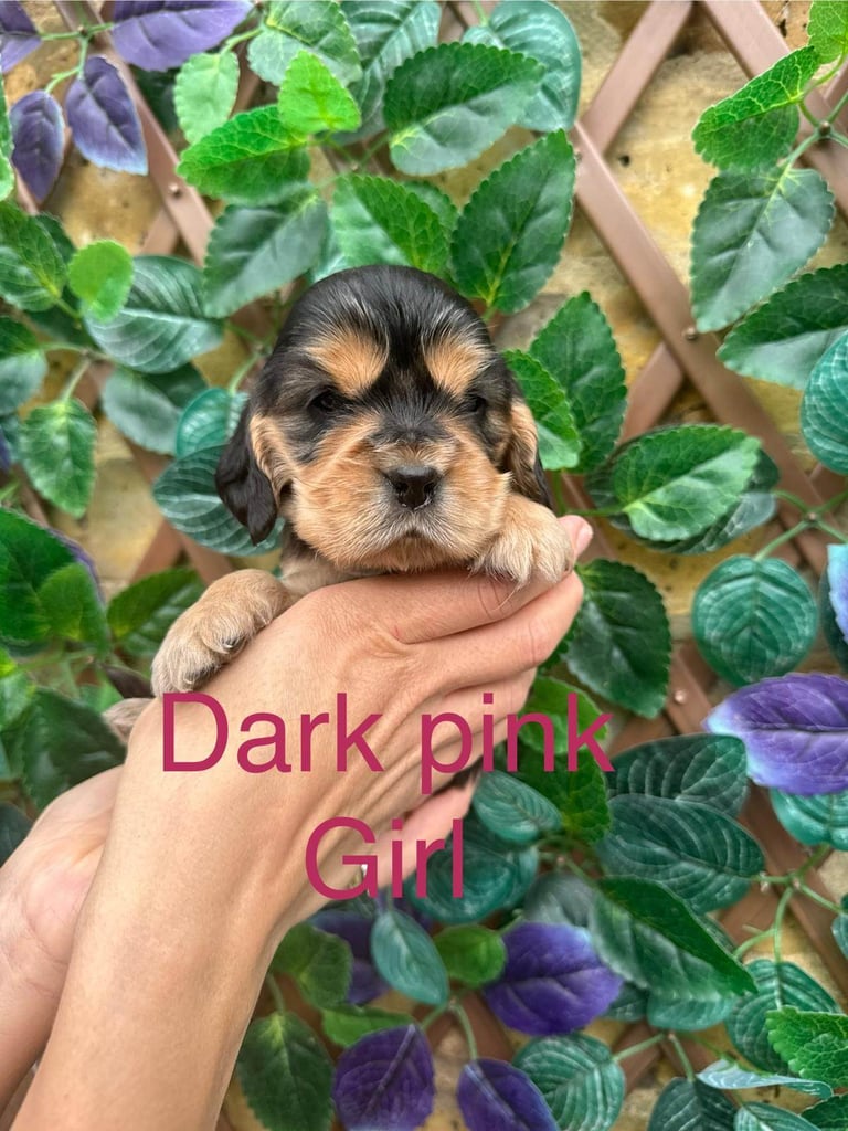 Superb show type cocker spaniel puppies 