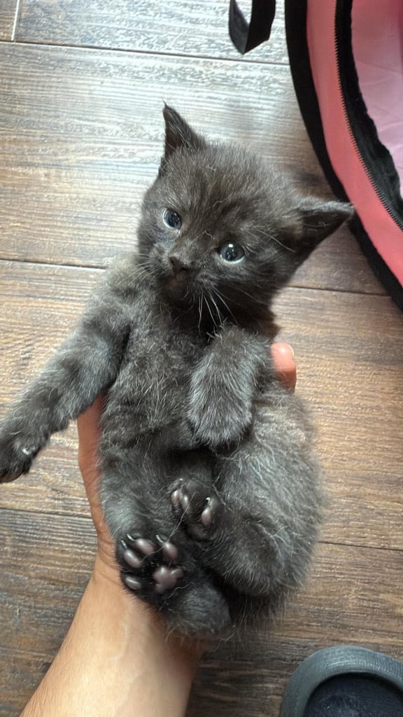 Half British short hair Kittens 