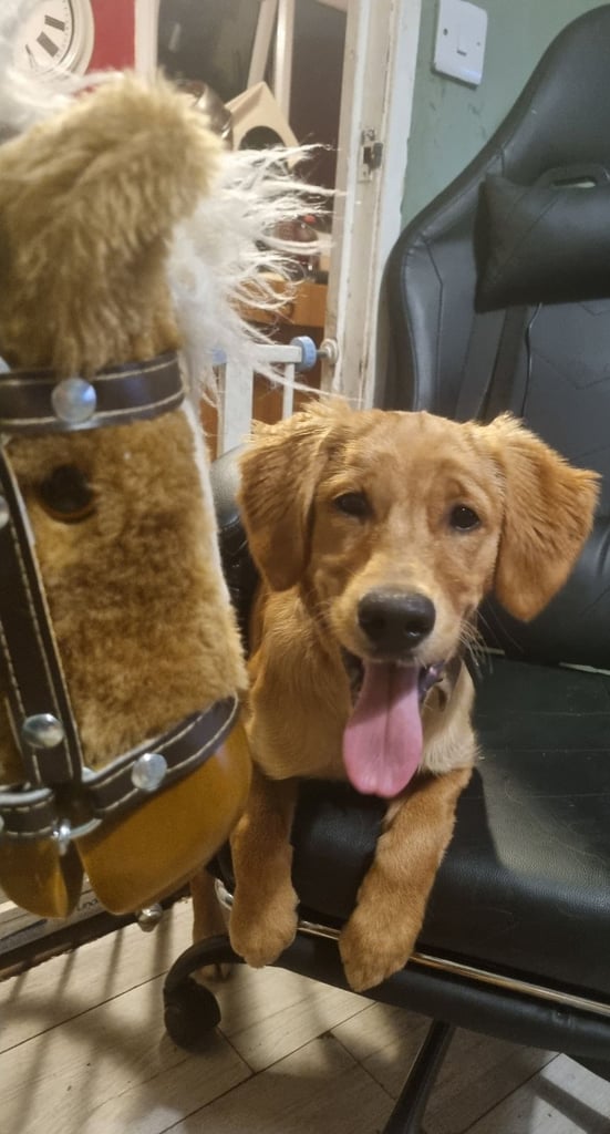 5 month old female golden retriever puppy