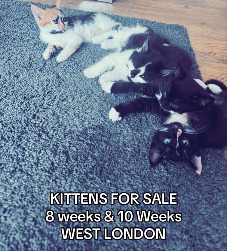Kittens for sale 