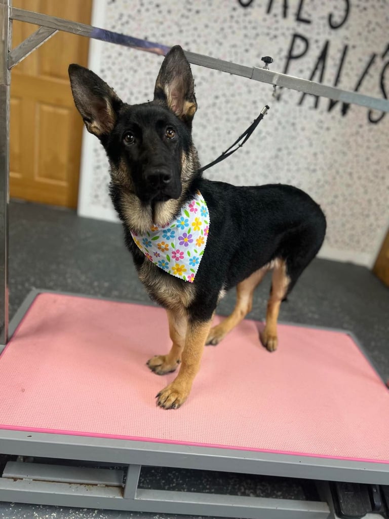 10 month old German Shepard 