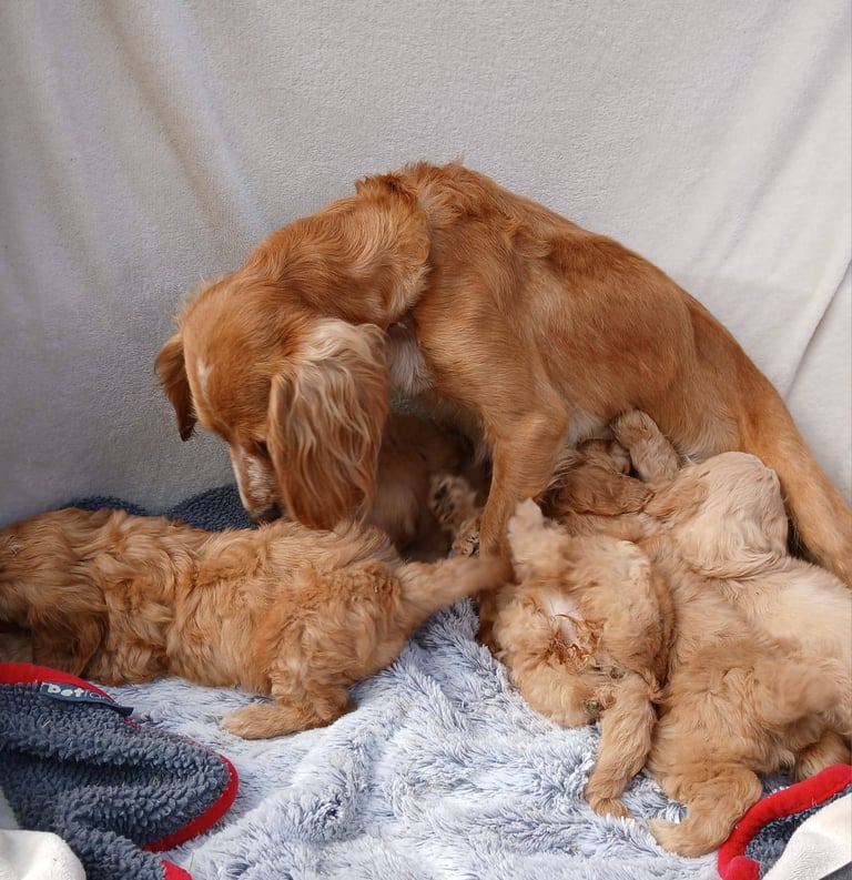 toy cockapoo