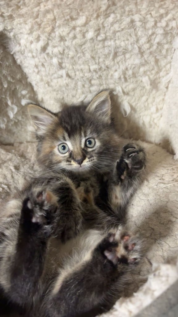 🐾 Adorable 8-Week-Old Female Siberian Kitten – Ready for Her New Home 🐾