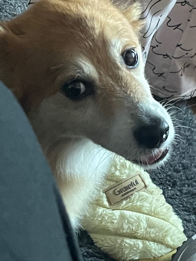 Re-homing two older dogs 