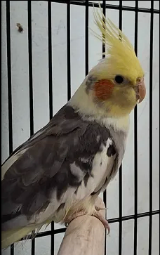 image for Young cockatiel with cage