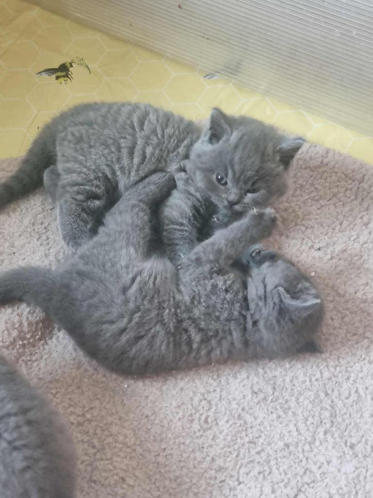 Beautiful British Shorthair kittens 