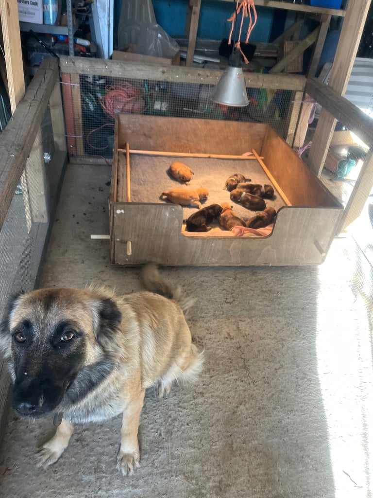 German Shepherd puppies 