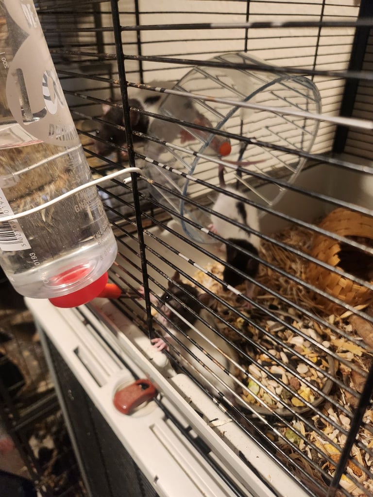 3 girls left Topeard&dumbos on way soon