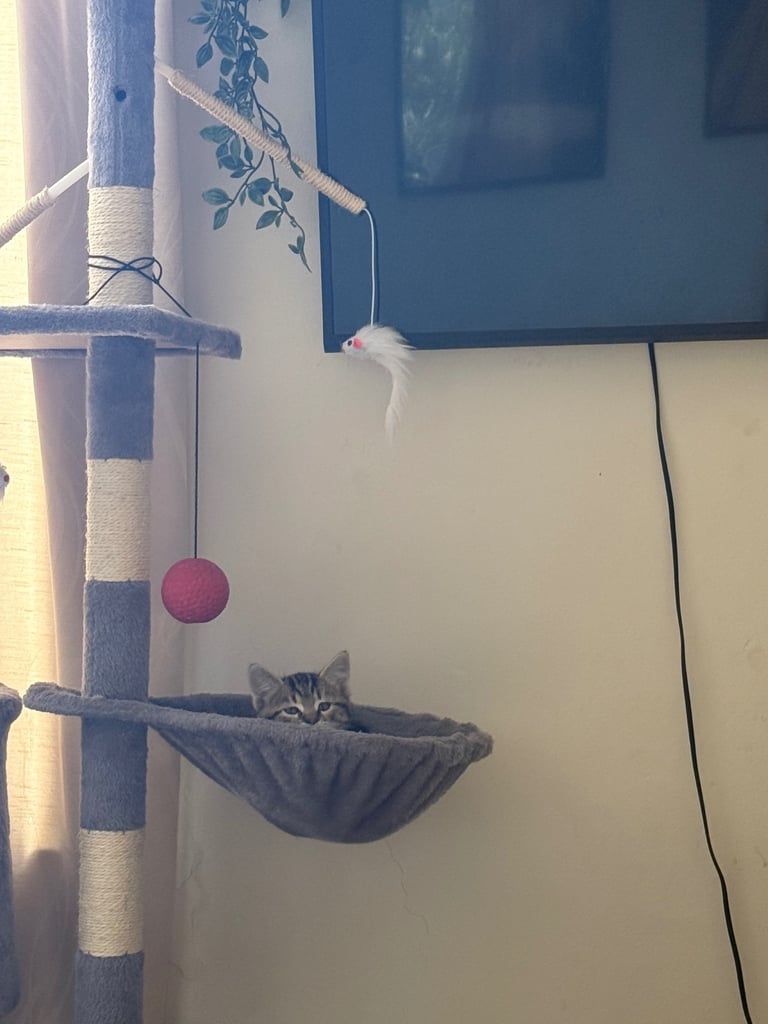 Beautiful 2-Month-Old Tabby Kittens Looking for Loving Homes