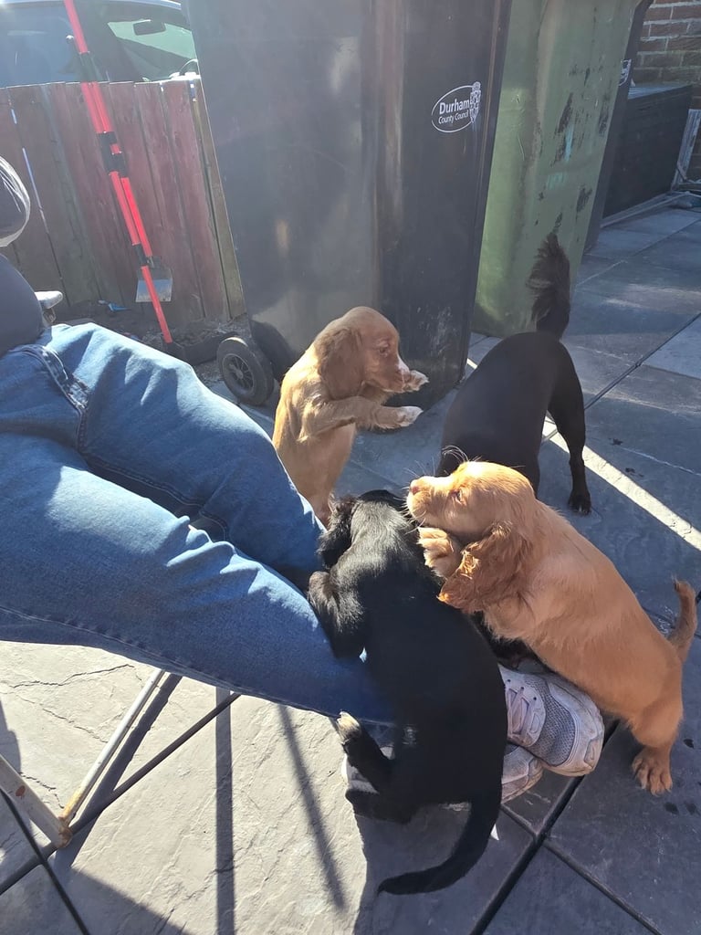 Gorgeous cocker spaniel 