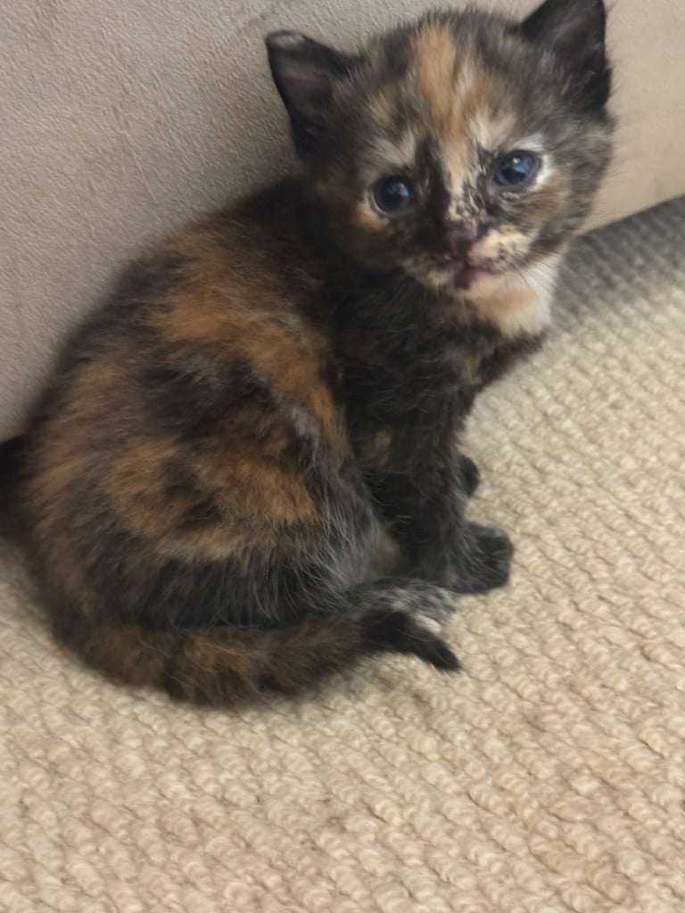 Kittens For Sale. Born, 08/09