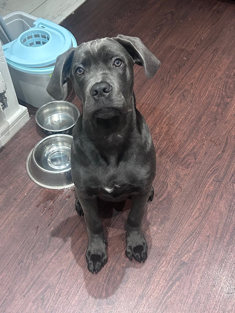 Kano cane corso 