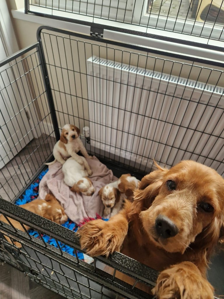 Show Cocker Spaniel Puppies 