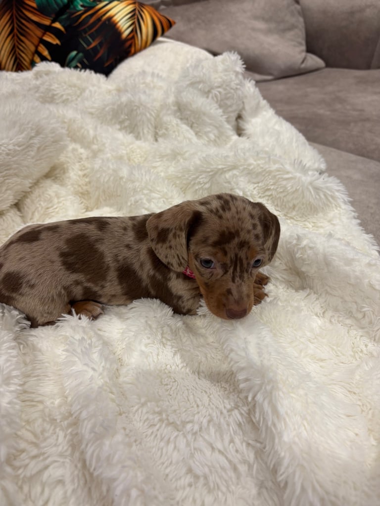 ONLY TWO LEFT ❤️❤️…….Beautiful litter of dachshund puppies 