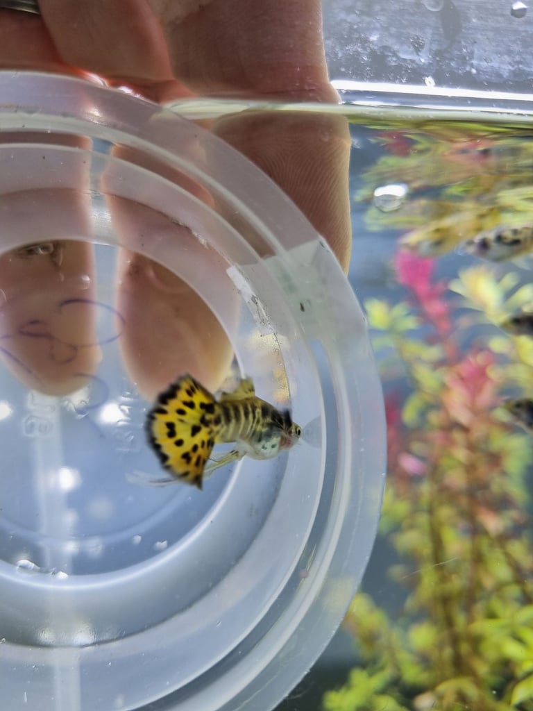 image for Rare Sunset Galaxy Guppies