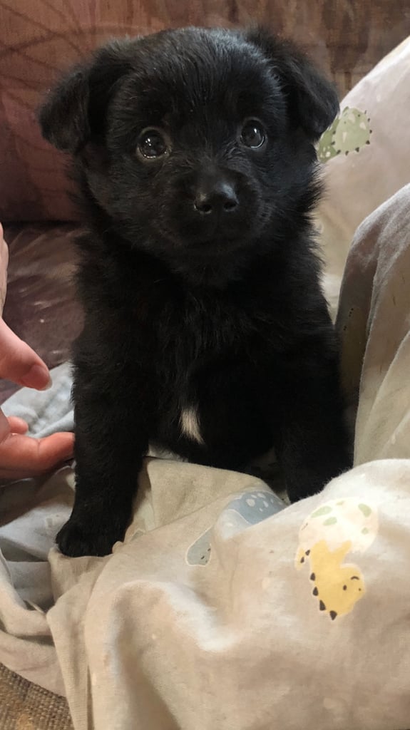 image for PoodleXpom