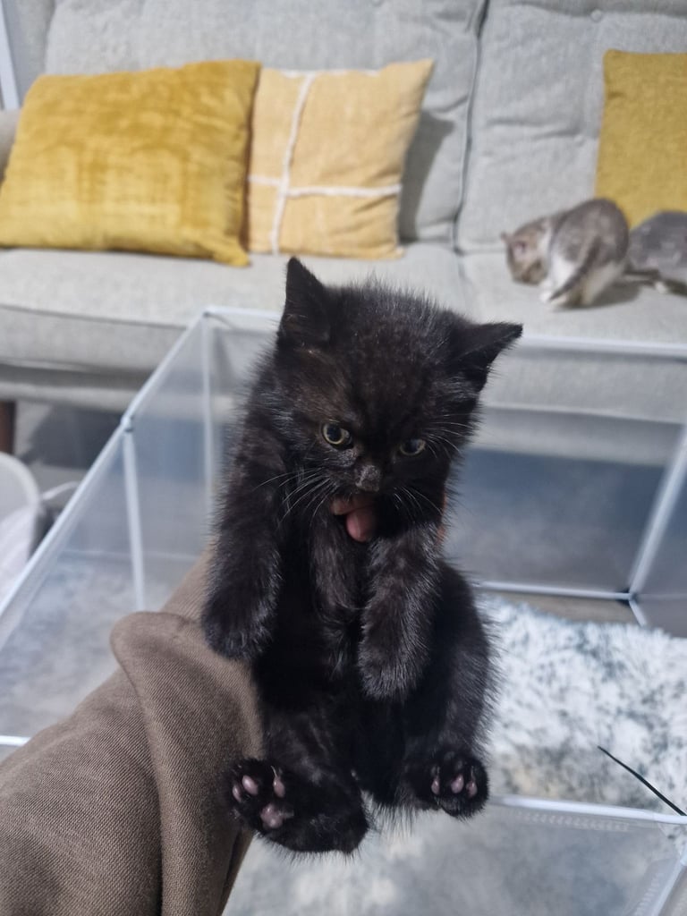 7 kittens 