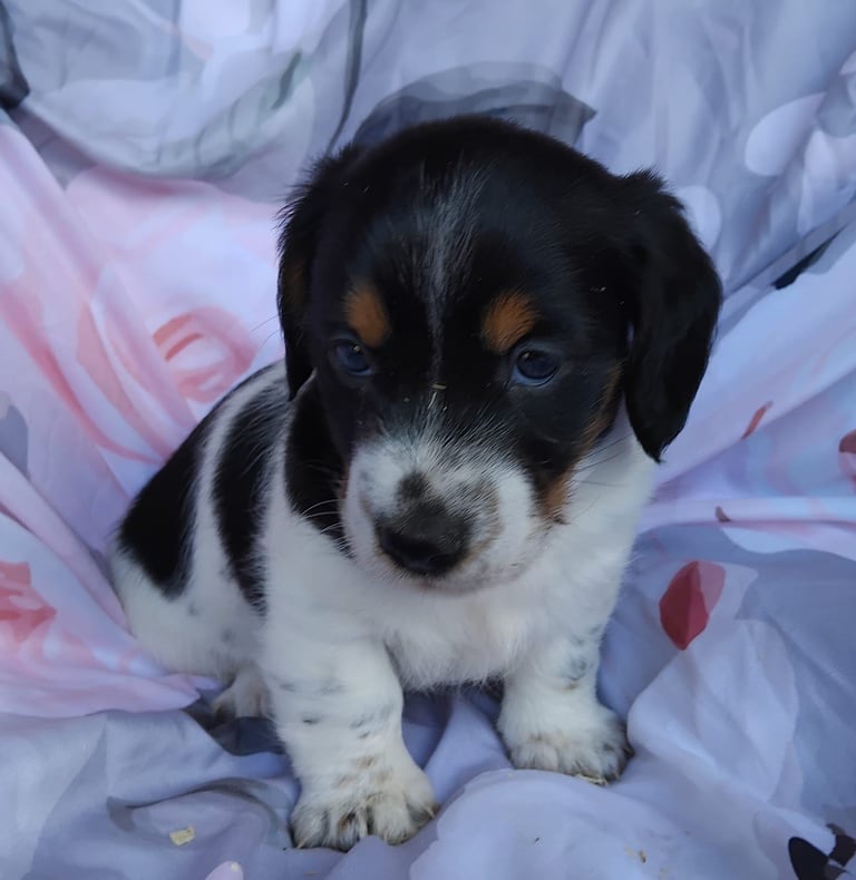 Two black and white boy puppys available 