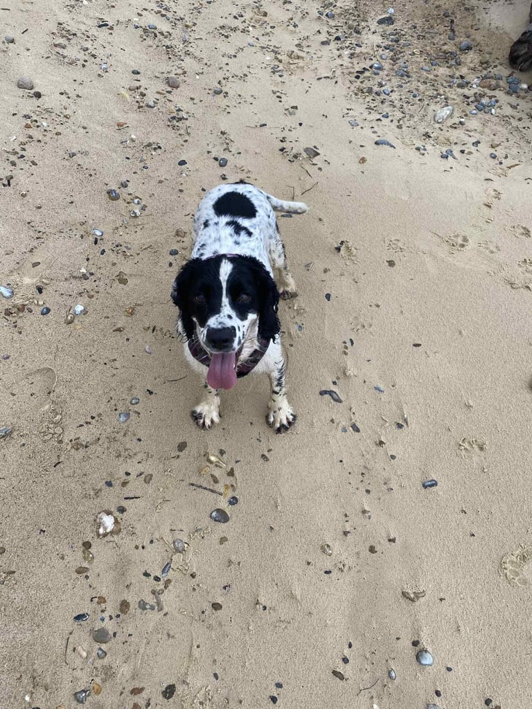 Sprocker spaniel pups