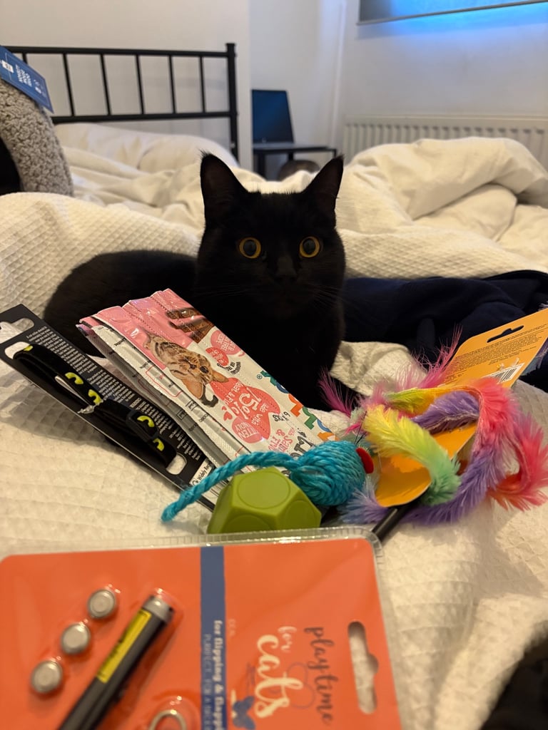 Black cat in need of a loving home!