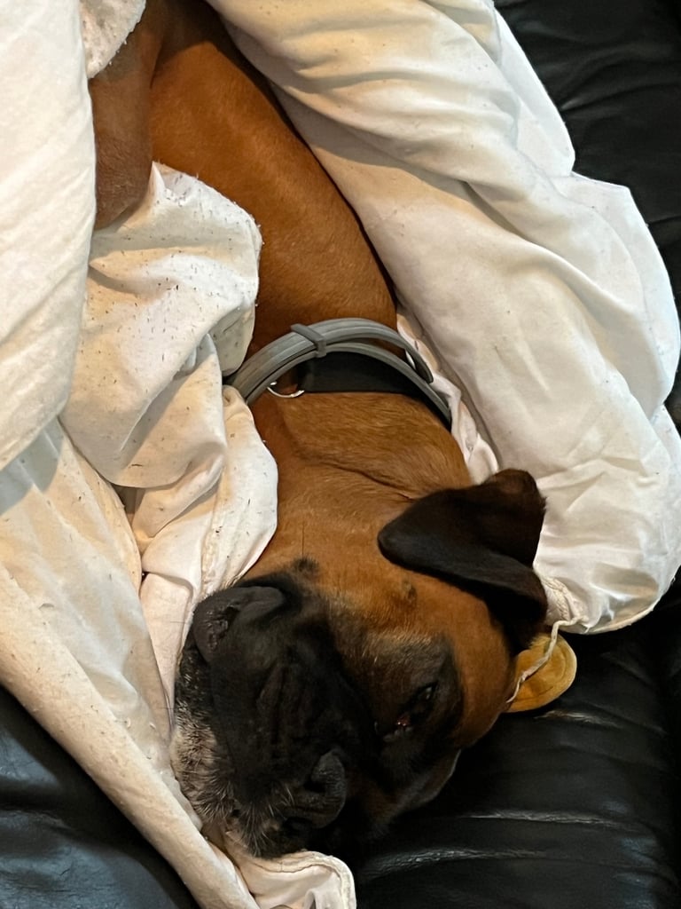 Still need new home . Boxer bitch (6 years old ) 