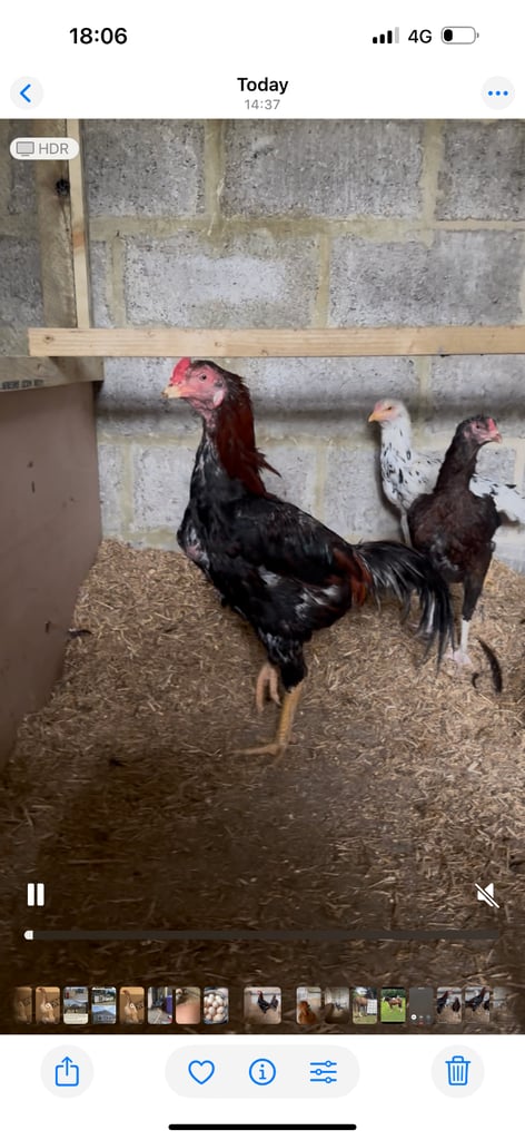 Aseel chickens for sale 