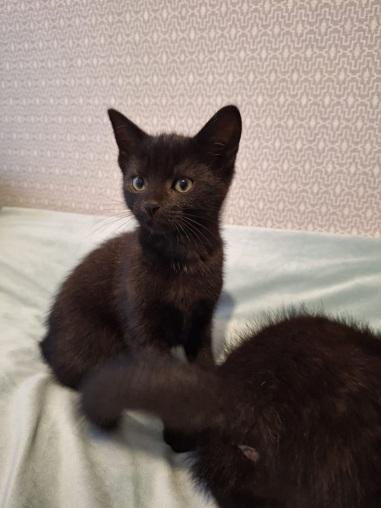 Lovely kittens for sale 
