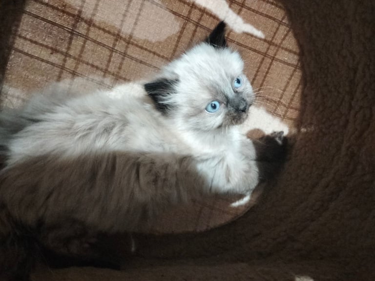 Beautiful Persian Kitten 