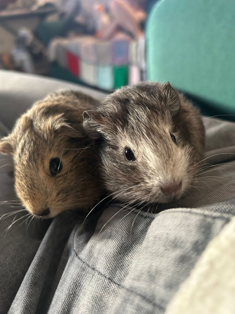 image for Baby guinea pigs