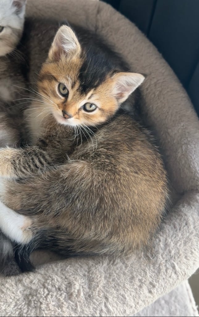 🌟Rare British longhair x Scottish Kitten 🌟
