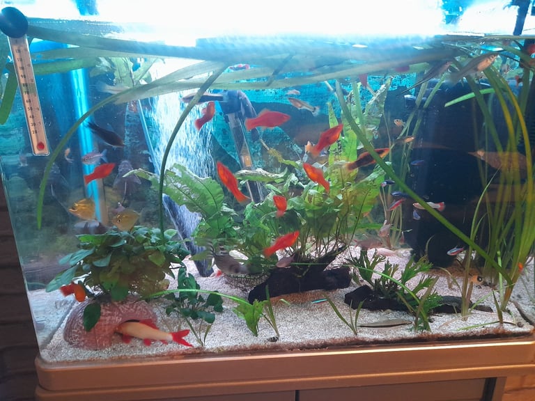image for Tropical fish for sale 