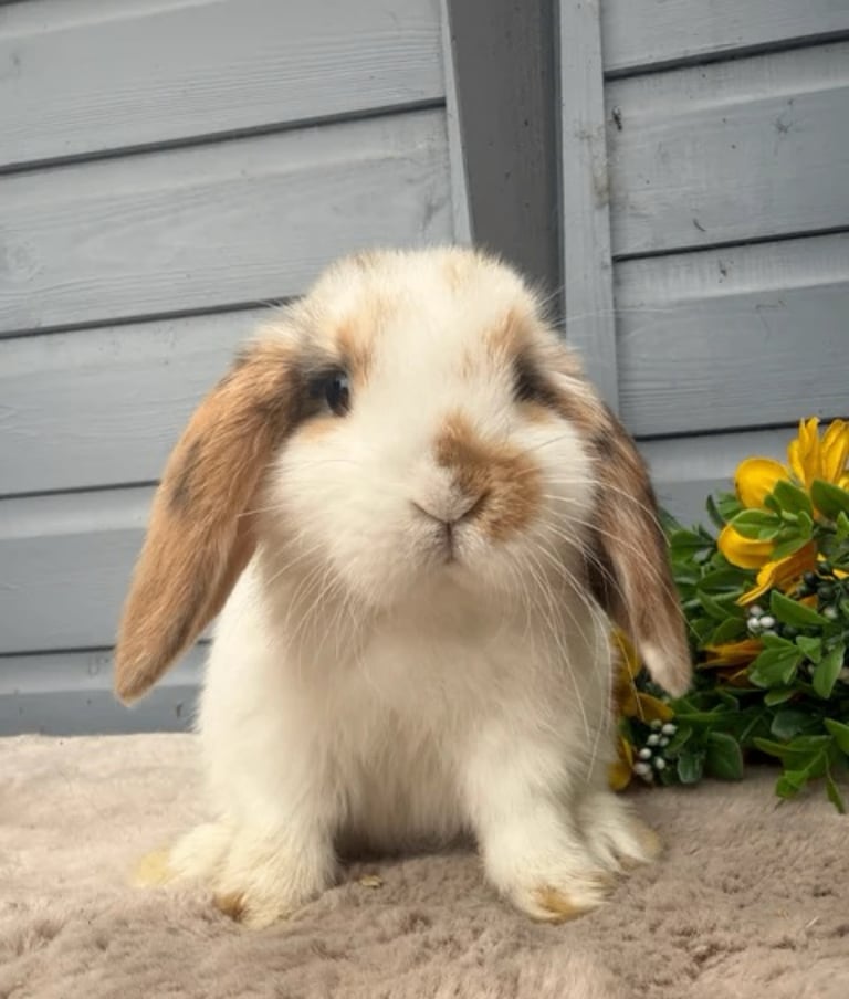 image for Stunning mini lop male rabbits