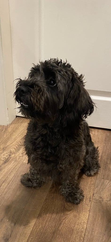Puppies Lhasa apso/miniature schnauzer little boy 8 weeks old ready for new homes 